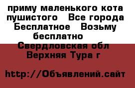 приму маленького кота пушистого - Все города Бесплатное » Возьму бесплатно   . Свердловская обл.,Верхняя Тура г.